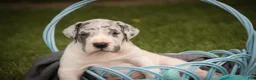 Great Dane dogs for sale: Colton Great Dane  - Ad 3