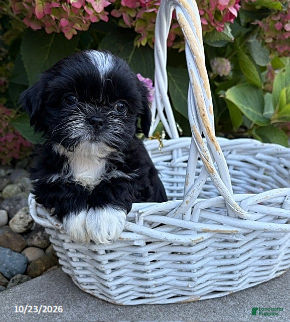 Shih Tzu dogs for sale: Kiki - Ad 1