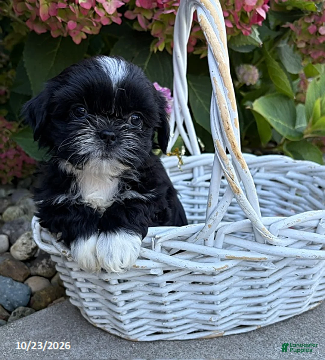 Shih Tzu dogs for sale: Kiki - Ad 1