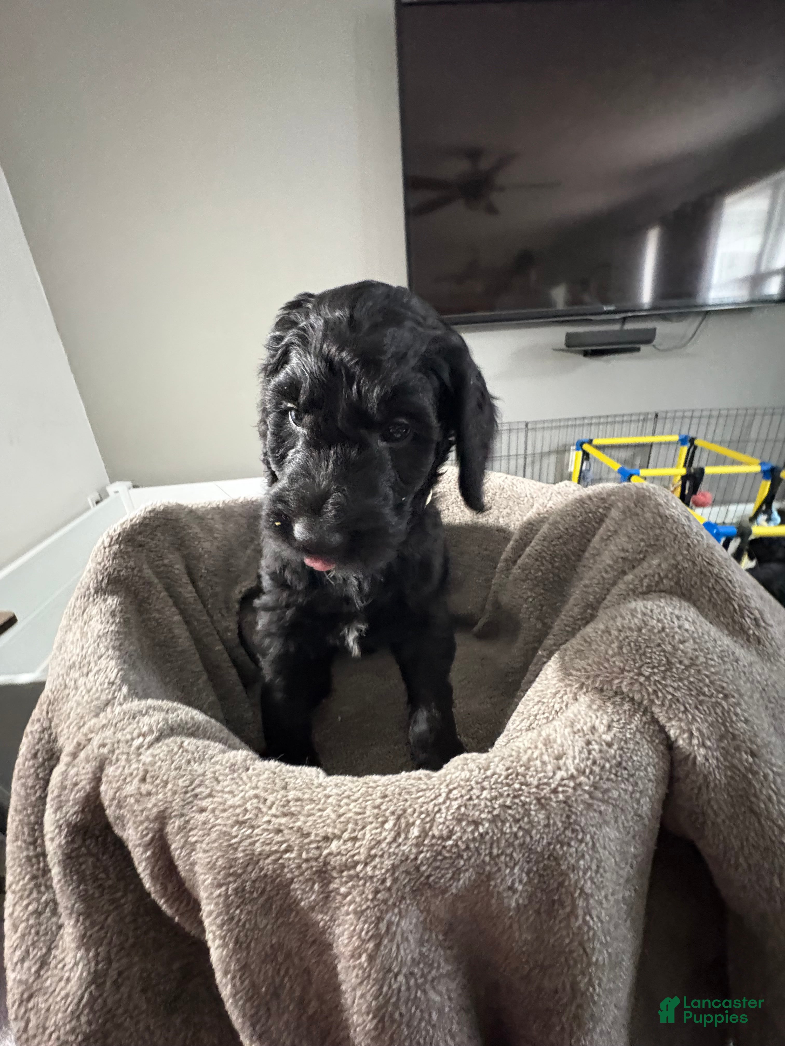 Goldendoodle dogs Goldendoodle Puppy 4 - Ad 4