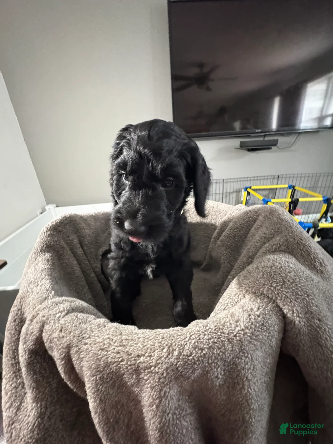 Goldendoodle dogs for sale: Goldendoodle Puppy 4 - Ad 1