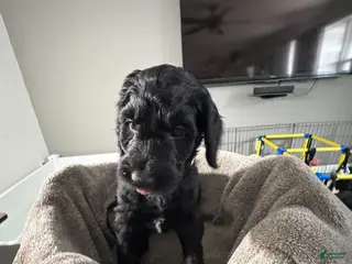 Goldendoodle dogs Goldendoodle Puppy 4 - Ad 4