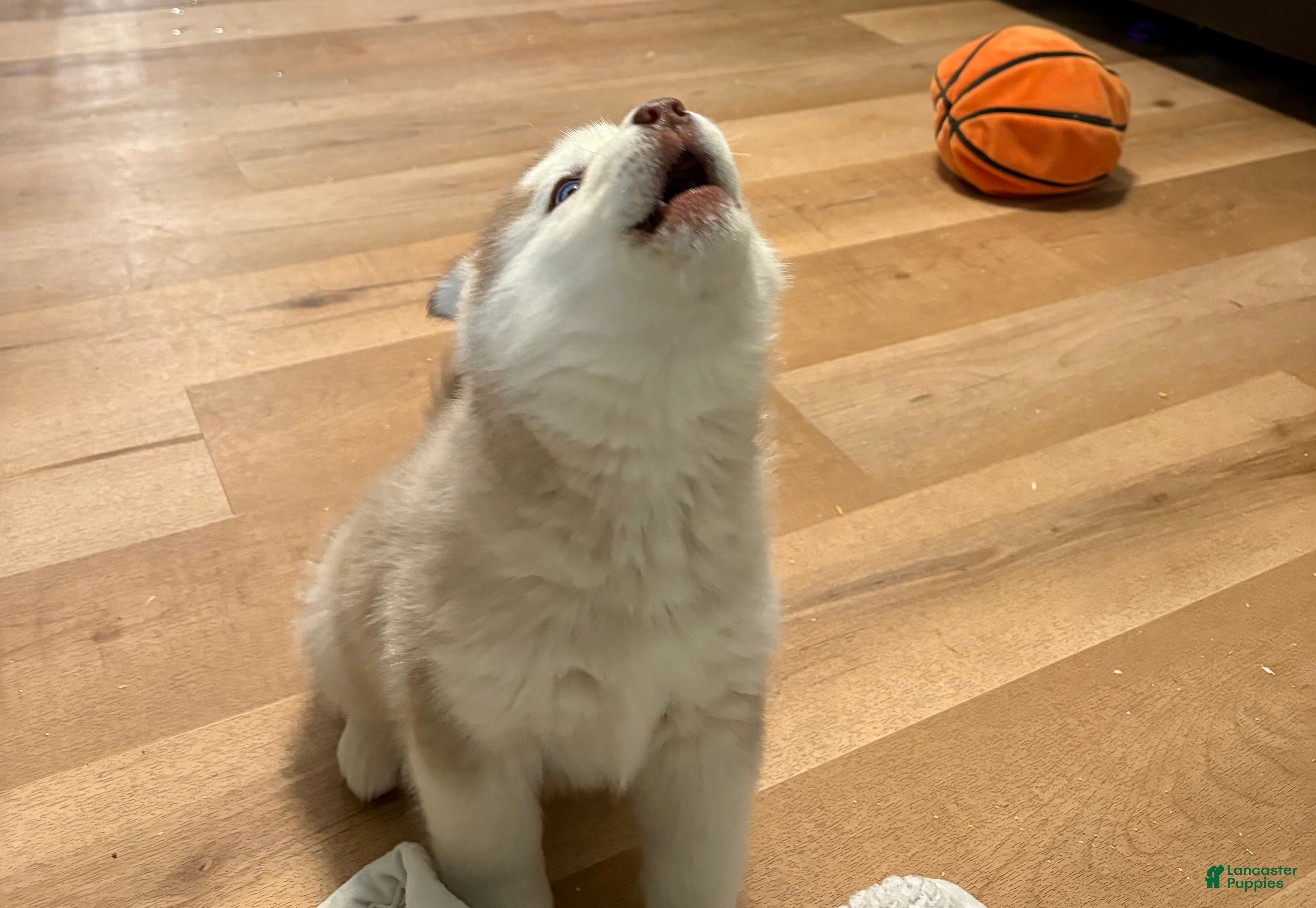 Mixed Breed dogs Rosie - Ad 8