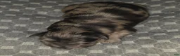 Aussiedoodle dogs for sale: Aussiedoodle 1 - Ad 7