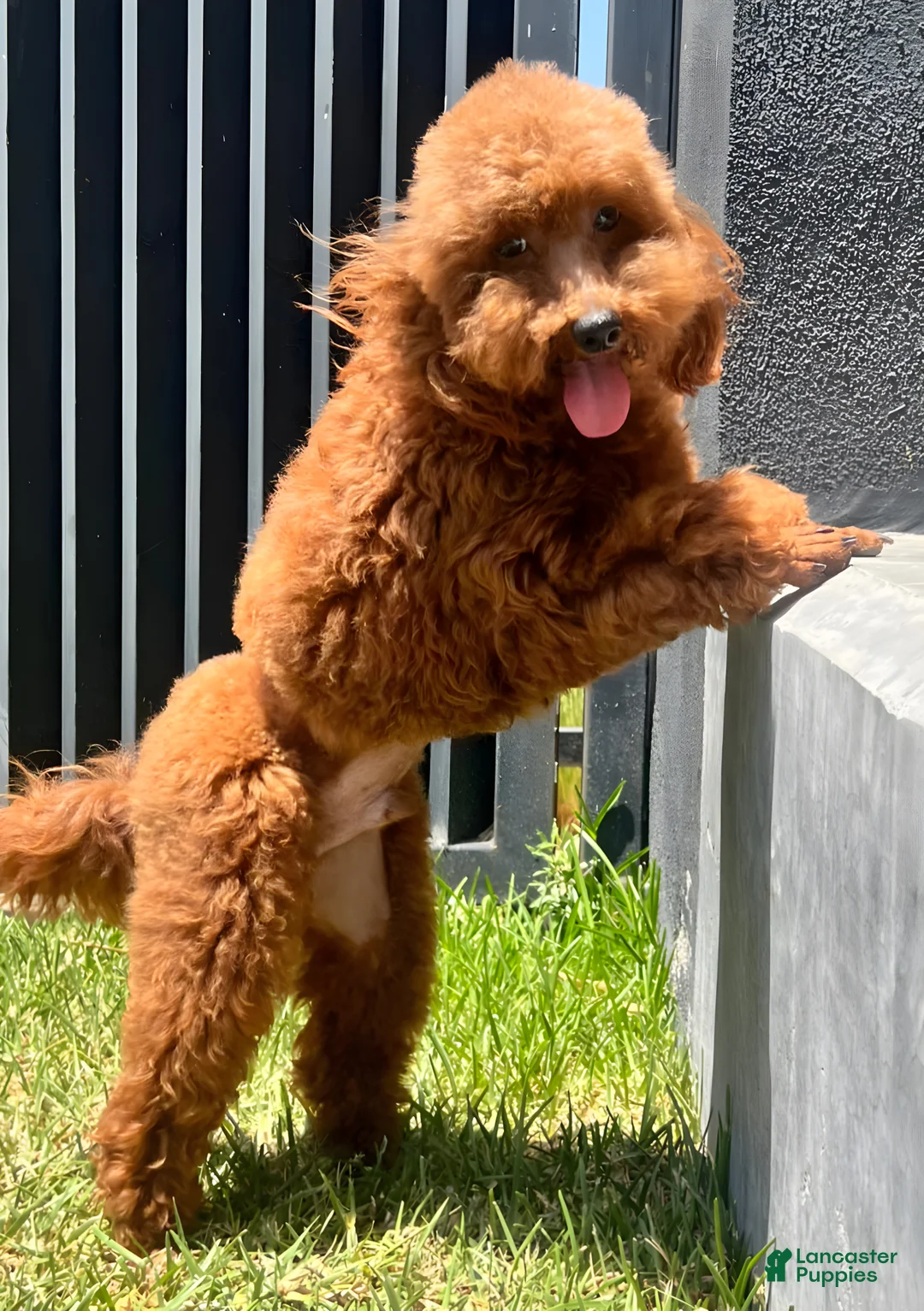 Gallery Image {{count}}