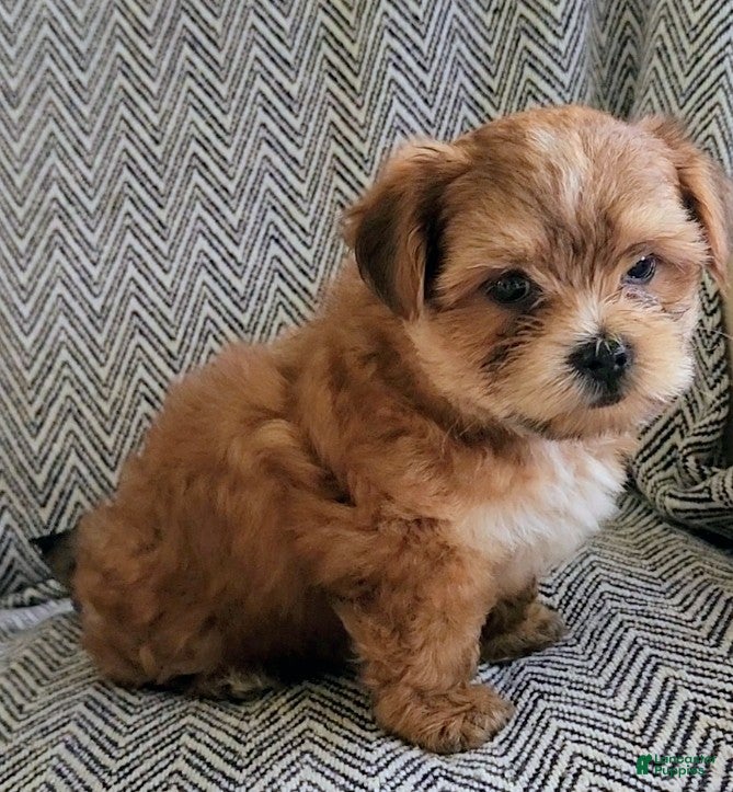 Shorkie dogs Peanut - Ad 2