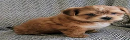 Shorkie dogs for sale: Peanut - Ad 2