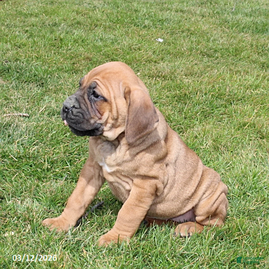 Cane Corso dogs for sale: Giggles - Ad 2