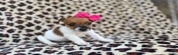 Jack Russell Terrier dogs for sale: Brooklynn - Ad 5