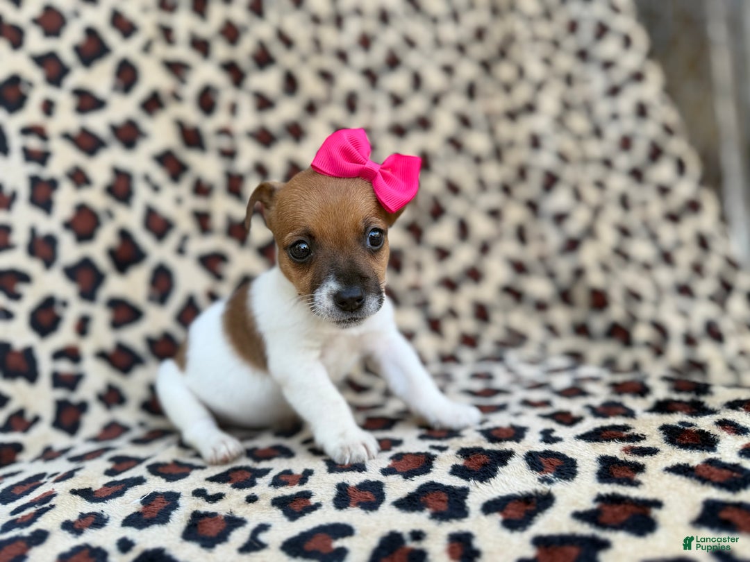 Jack Russell Terrier dogs for sale: Brooklynn - Ad 5
