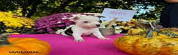 Chihuahua dogs for sale: Merry - Ad 3