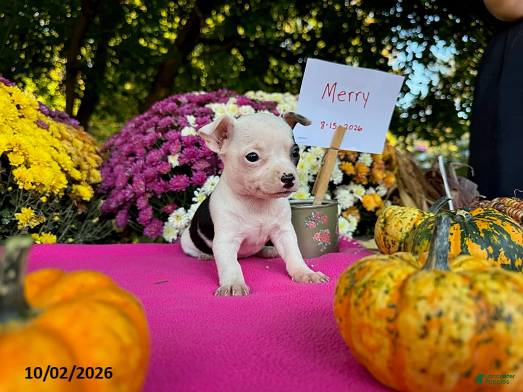 Chihuahua dogs for sale: Merry - Ad 3