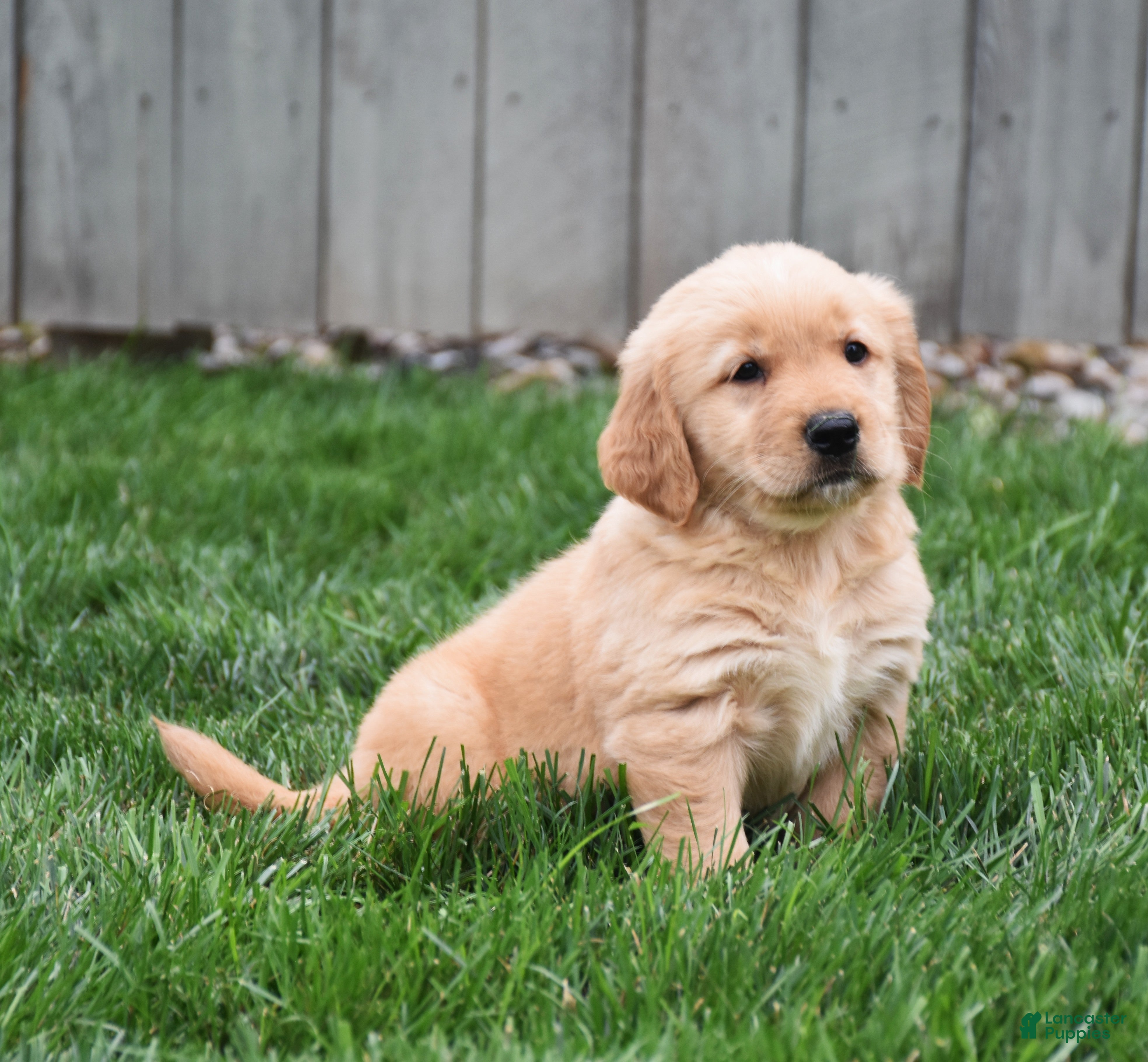 Golden Retriever dogs Ginger - Ad 2