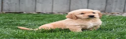 Golden Retriever dogs for sale: Ginger - Ad 2