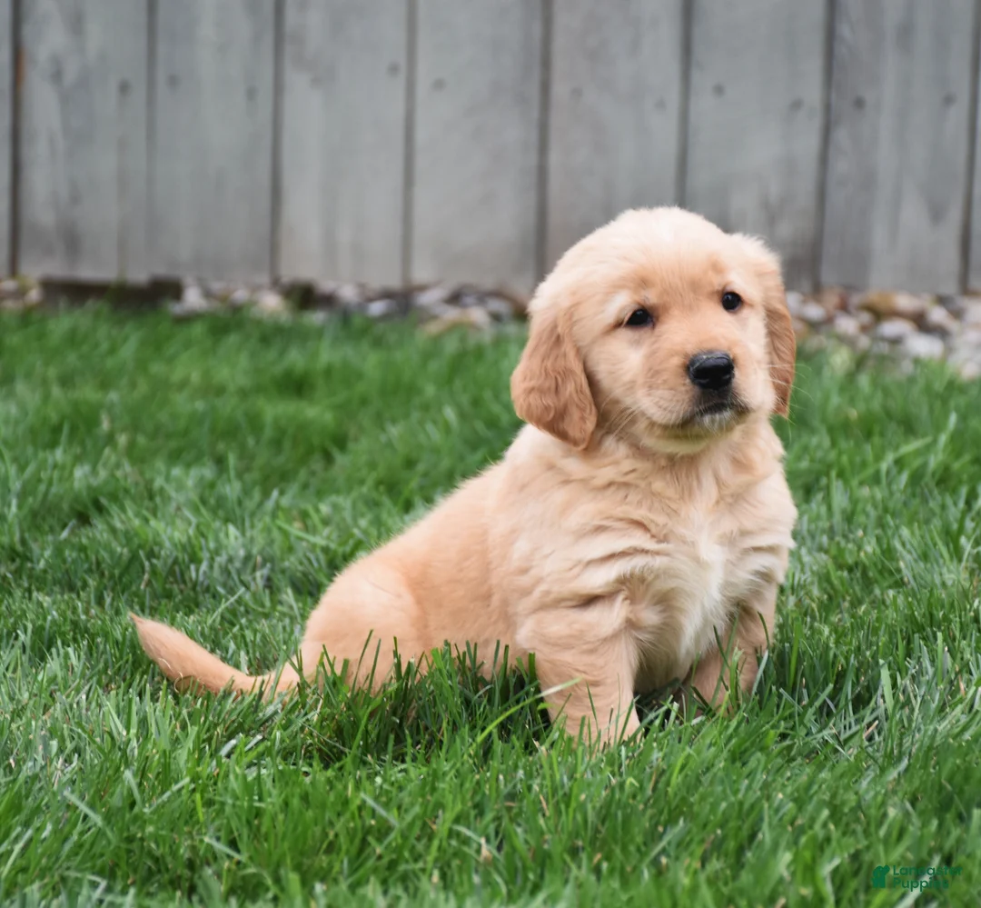 Golden Retriever dogs for sale: Ginger - Ad 2