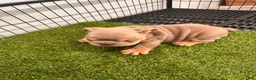 English Bulldog dogs for sale: English Bulldog 2 - Ad 3