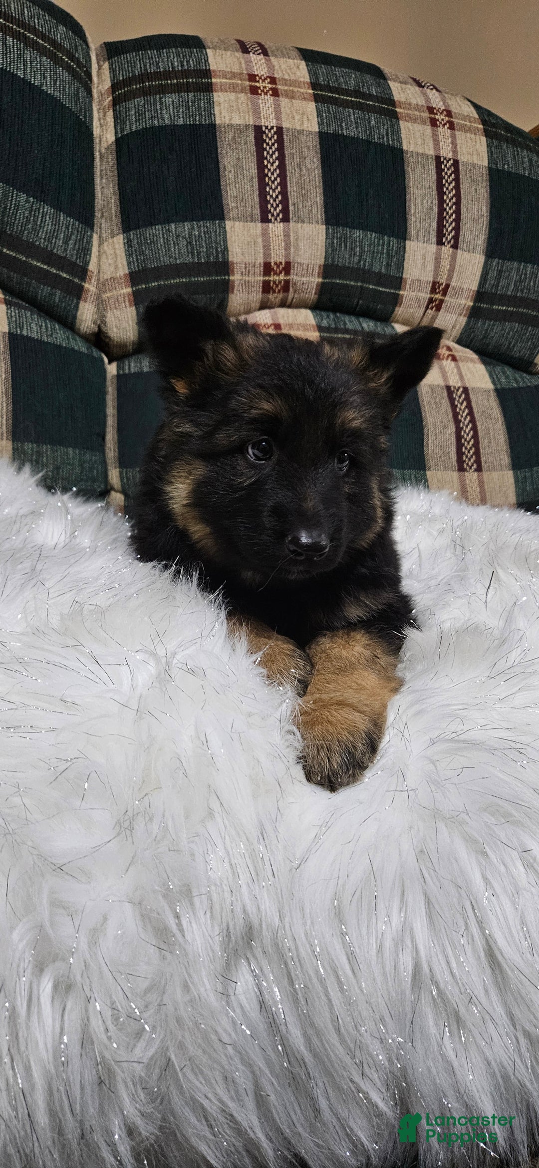 German Shepherd dogs for sale: Lainey - Ad 9