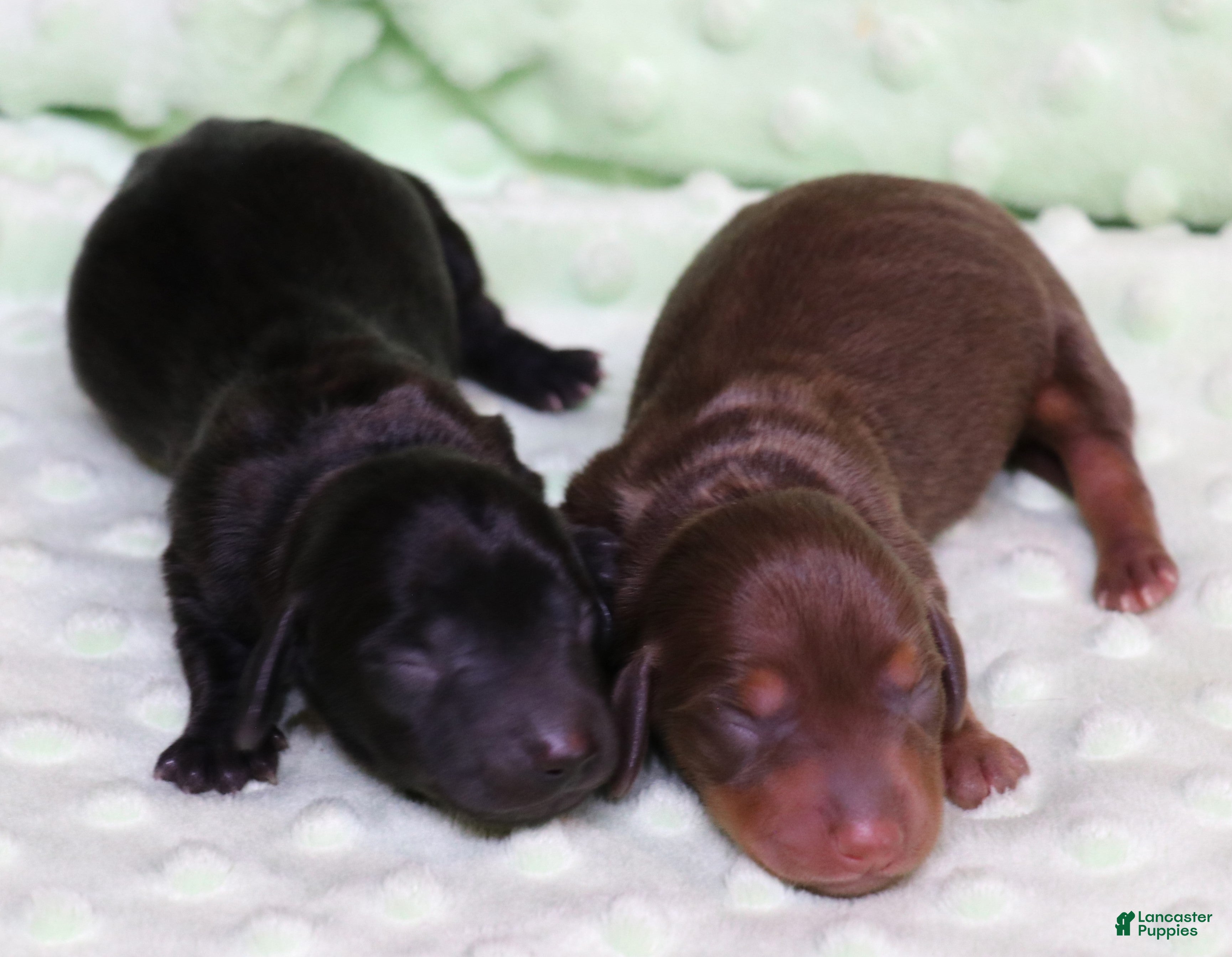 Miniature Dachshund dogs Buffy longhair female - Ad 33