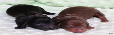 Buffy longhair female