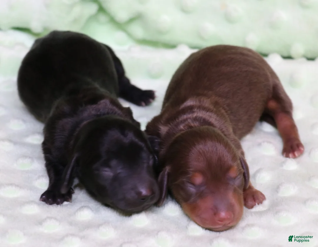 Miniature Dachshund dogs for sale: Buffy longhair female - Ad 1
