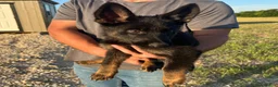 German Shepherd dogs for sale: Gee Gee  - Ad 3