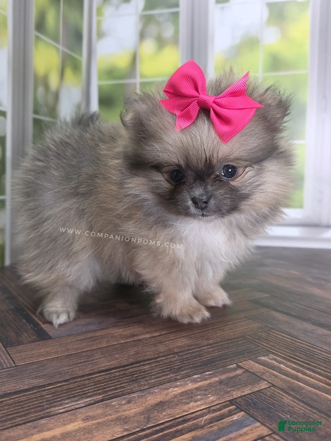 Pomeranian dogs for sale: Rare Dilute (blue) Sable - Marie - Ad 10