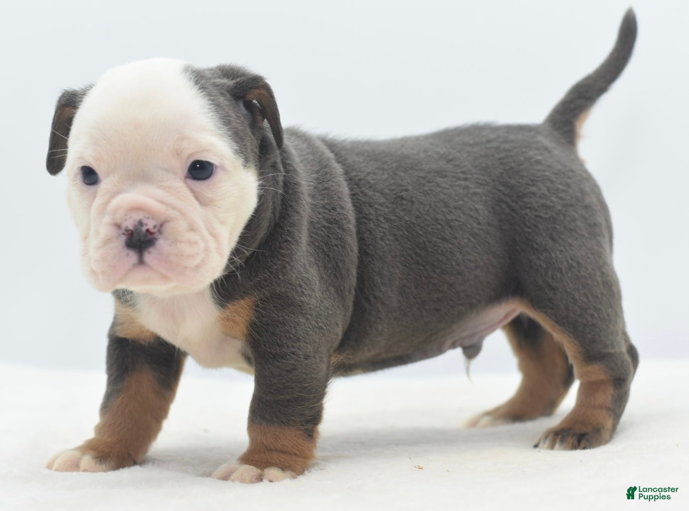 Mixed Breed dogs Macho blue mini  - Ad 21