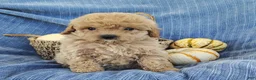 Mixed Breed dogs for sale: Snickers  - Ad 6