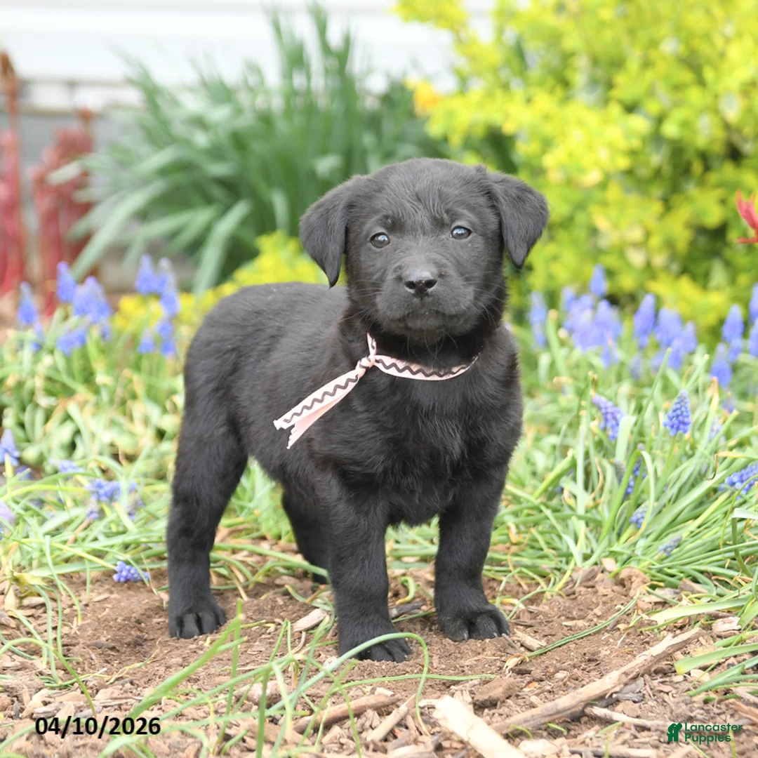 Mixed Breed dogs for sale: Cola - Ad 3