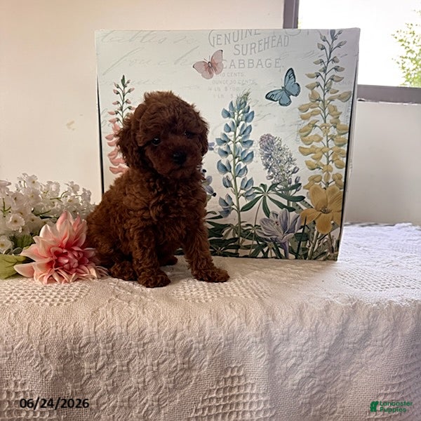 Miniature Poodle dogs Daisy - Ad 1