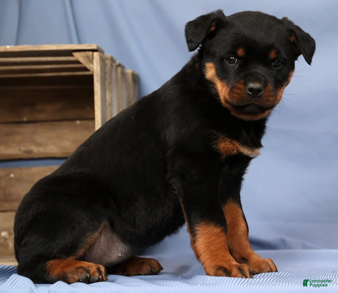 Rottweiler dogs for sale: Lilly - Ad 5