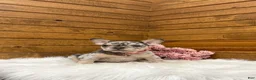 French Bulldog dogs for sale: Velvet - Ad 3