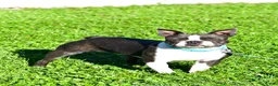 Frenchton dogs for sale: Frank - Ad 9