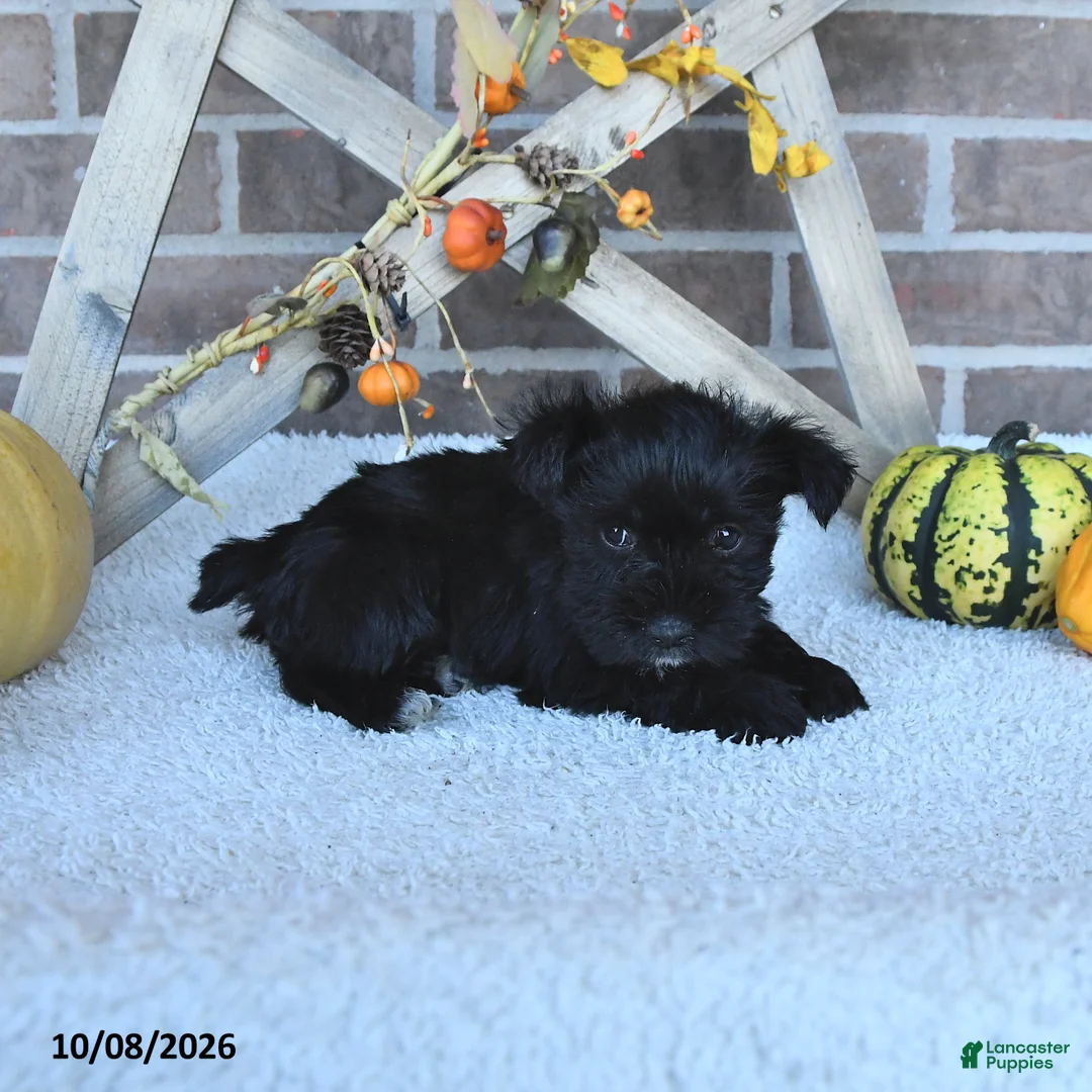 Miniature Schnauzer dogs for sale: Angela - Ad 2