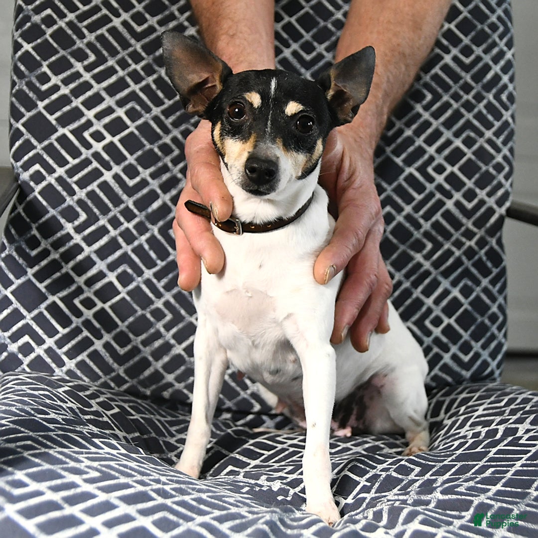 Toy Fox Terrier dogs for sale: Barry - Ad 6