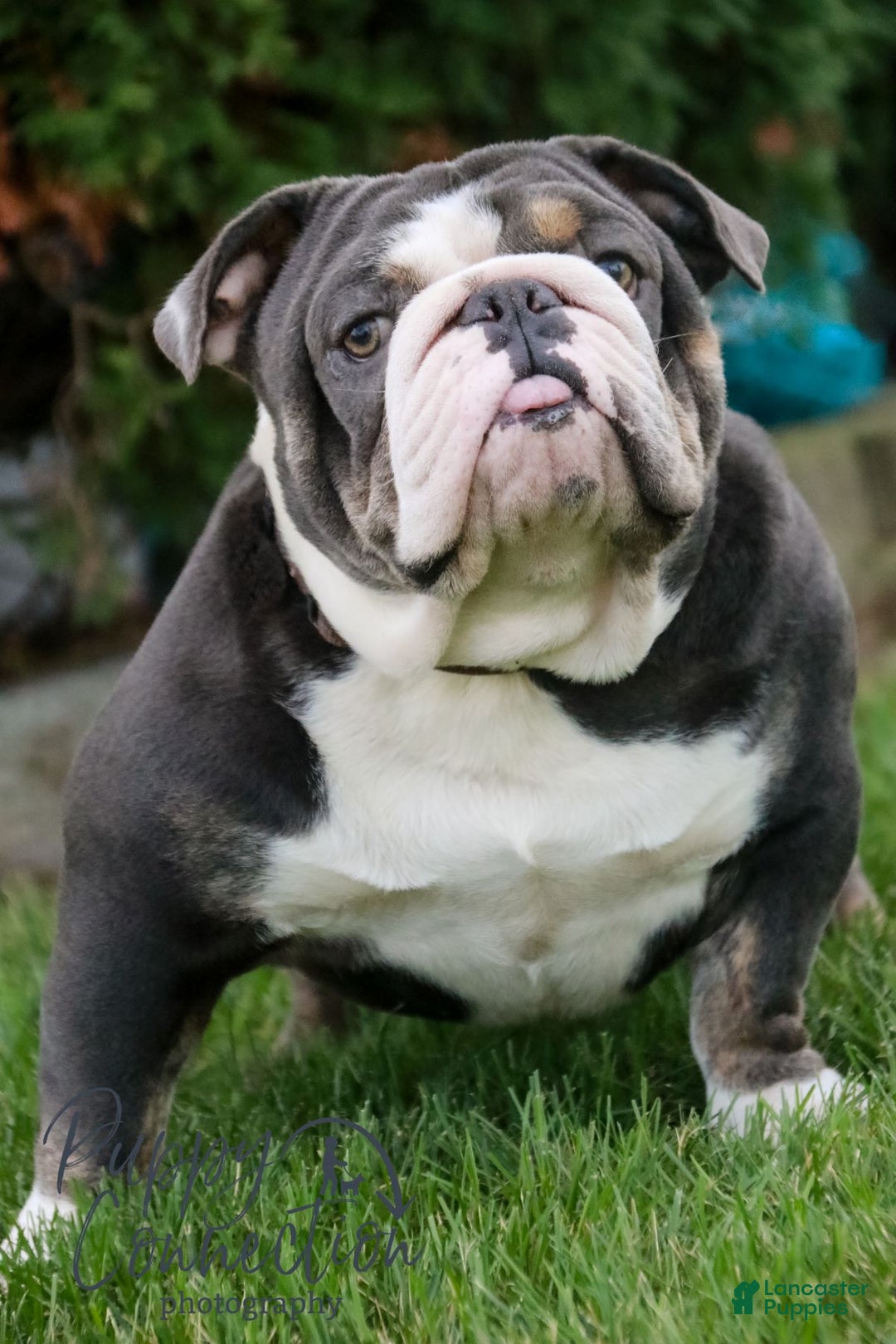 English Bulldog dogs for sale: Paris - Ad 10