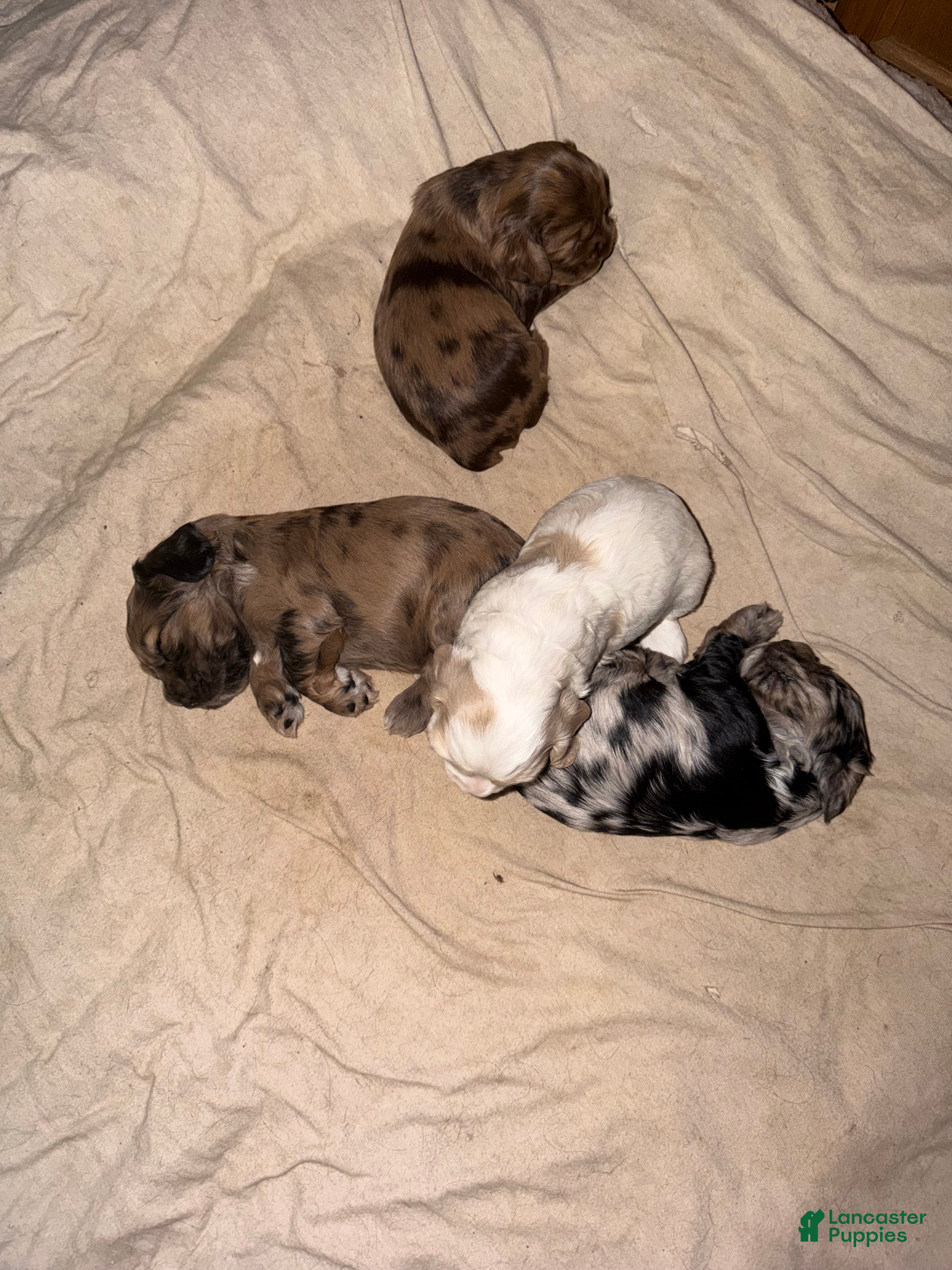 Cocker Spaniel dogs Cocker Spaniel Puppy 1 - Ad 1