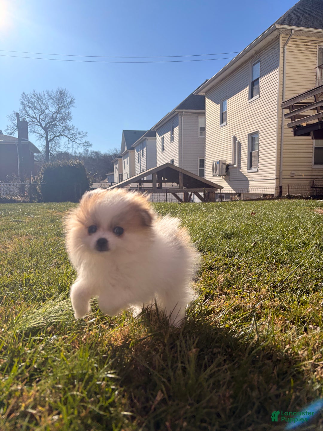 Pomeranian dogs for sale: Grinch - Ad 3