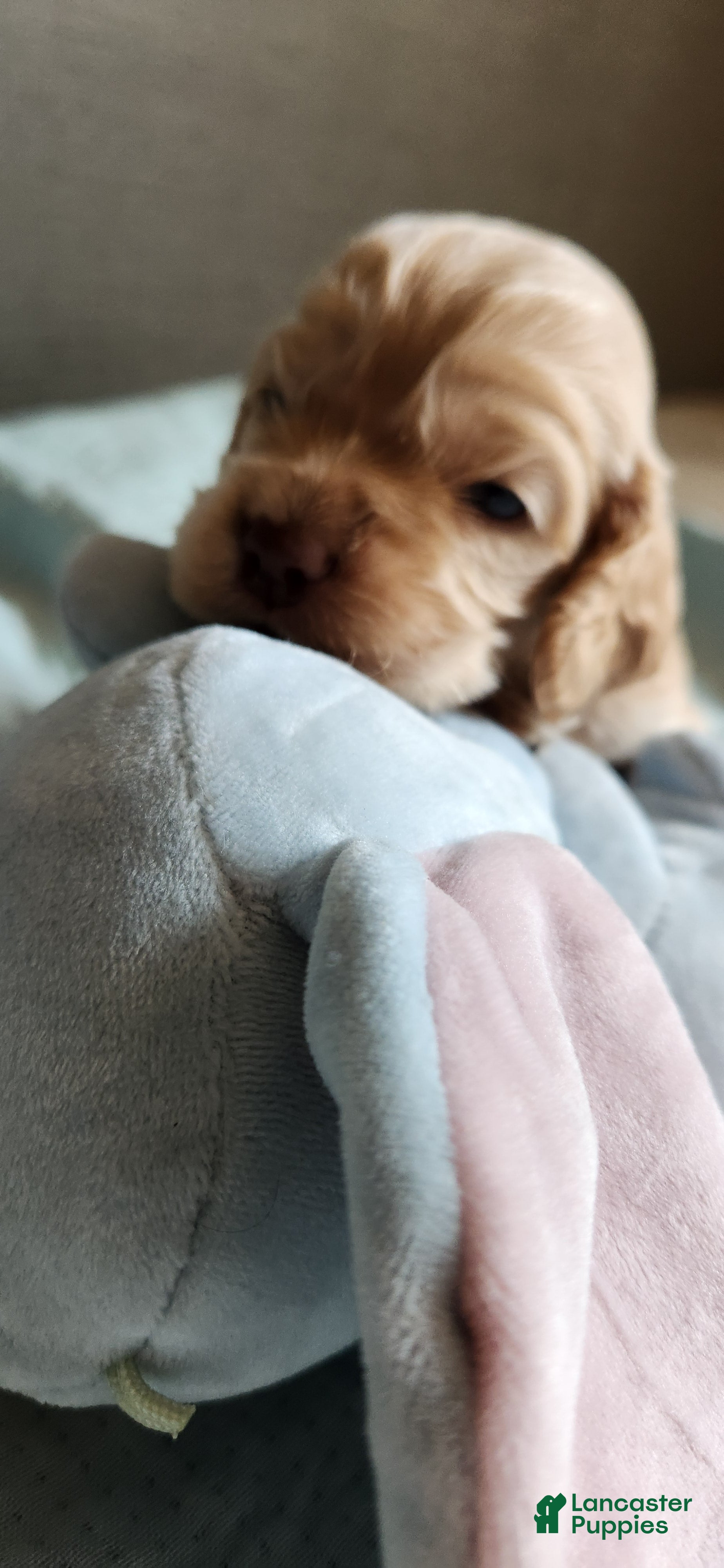 Cocker Spaniel dogs Cocker Spaniel 2 - Ad 2