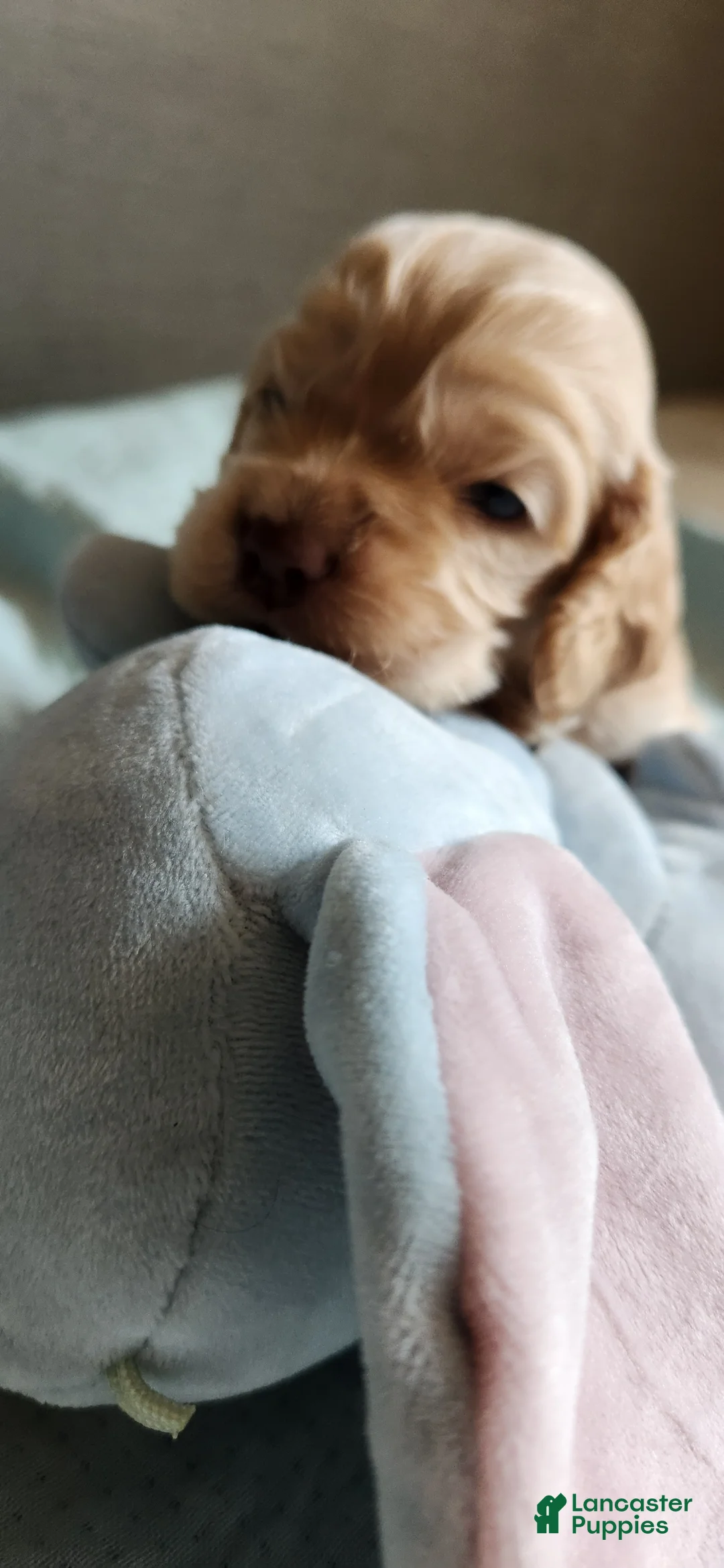 Cocker Spaniel dogs for sale: Cocker Spaniel 2 - Ad 2