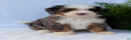 Mini Bernedoodle dogs for sale: Mini Louie  - Ad 24