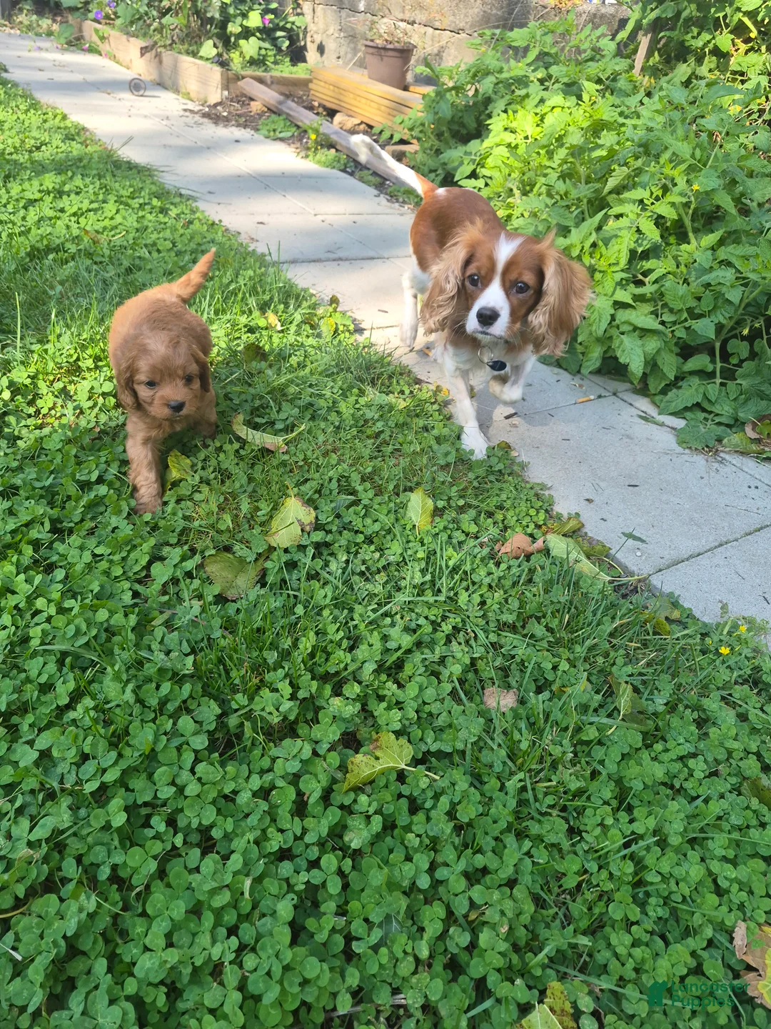 Cavapoo dogs for sale: Bambi - Ad 2