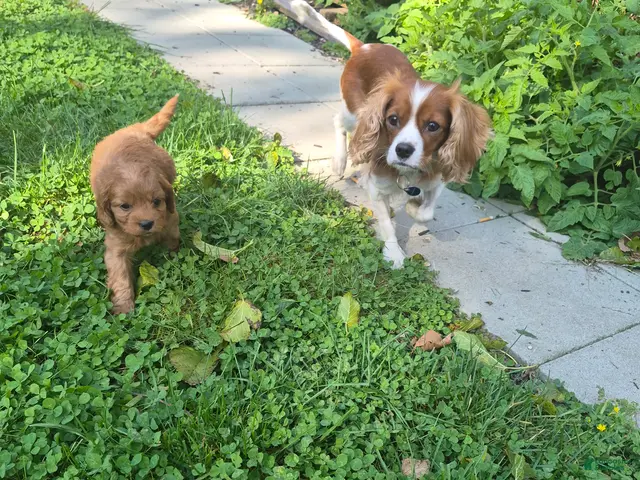 Cavapoo dogs for sale: Bambi - Ad 2