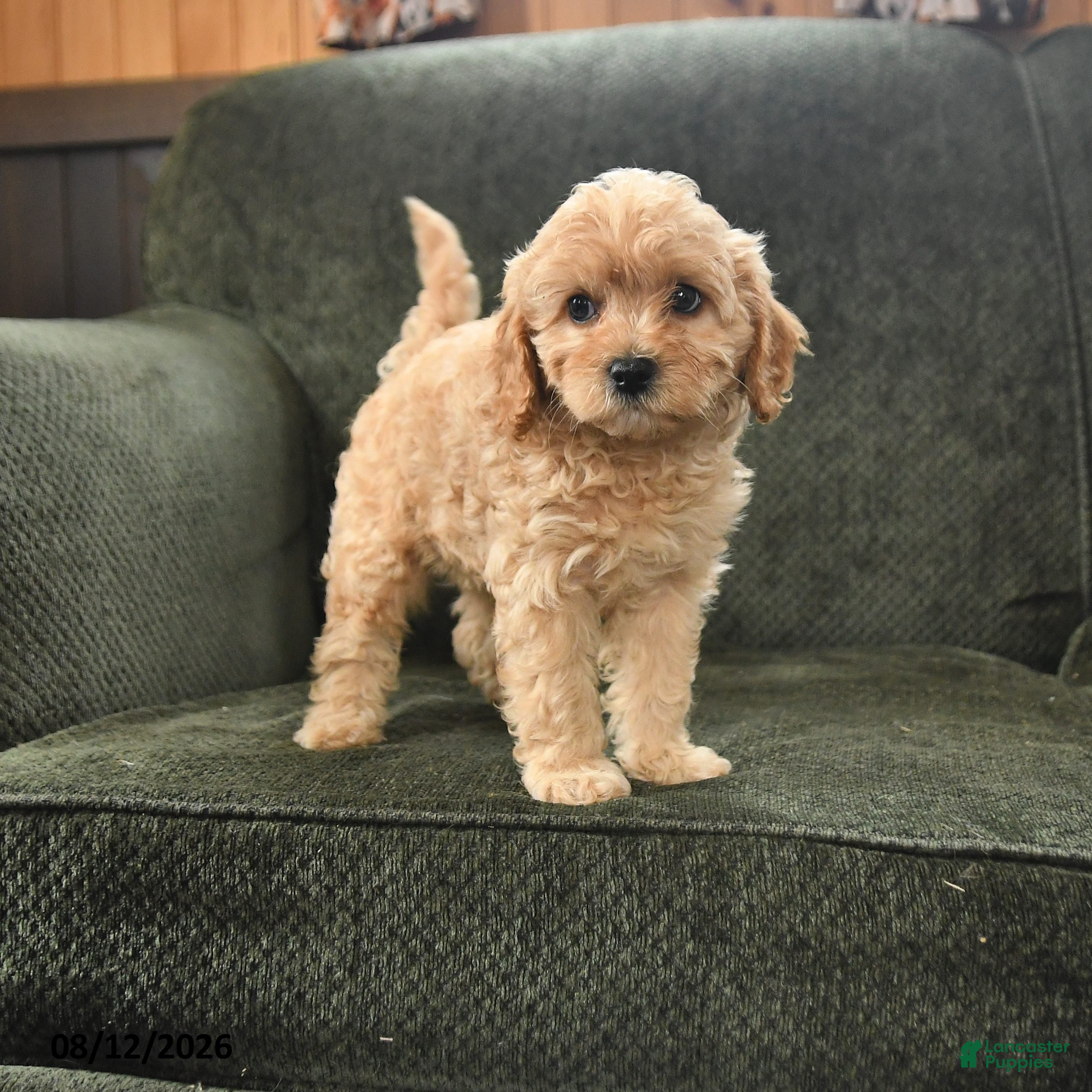 Cavapoo dogs Pearl - Ad 1