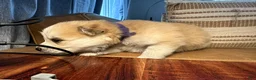Mixed Breed dogs for sale: Chunk - Boy - Ad 5