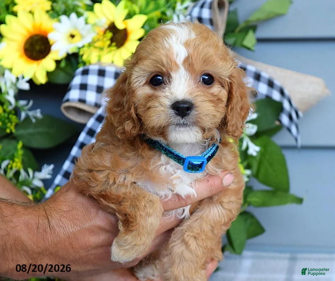 Cavapoo dogs for sale: Tucker - Ad 4