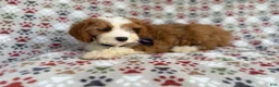 Cavapoo dogs for sale: Cash - Ad 8