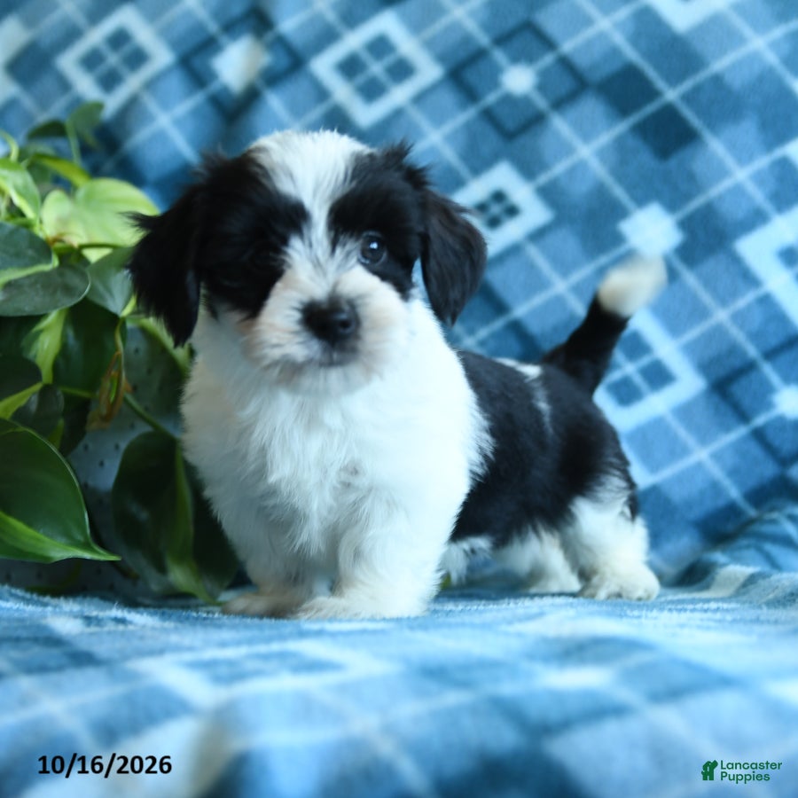Mixed Breed dogs Dixie - Ad 2