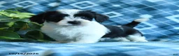 Mixed Breed dogs for sale: Dixie - Ad 2