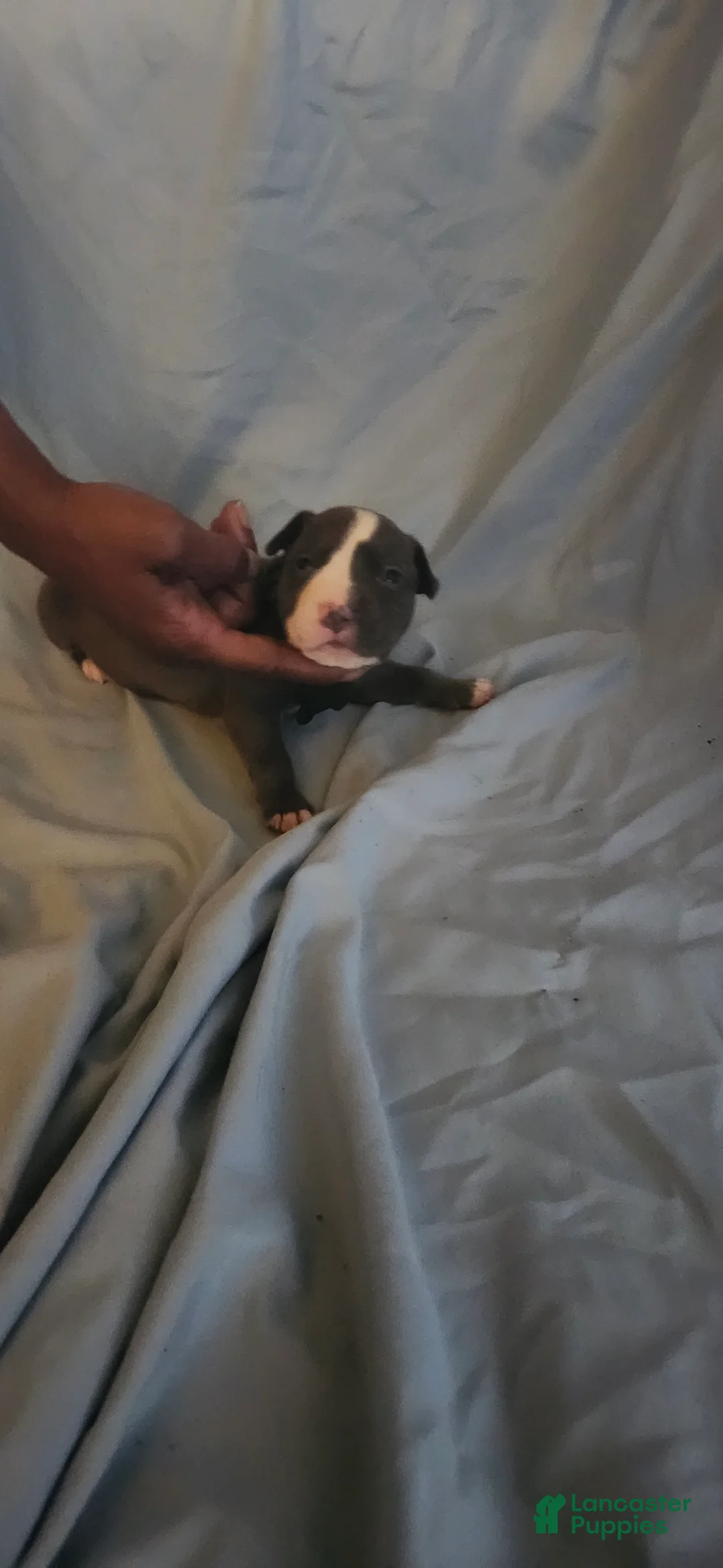 American Pit Bull Terrier dogs for sale: American Pit Bull Terrier 4 - Ad 2